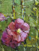 Painting Malva, artist Stupka Sergey