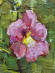 Painting Malva, artist Stupka Sergey